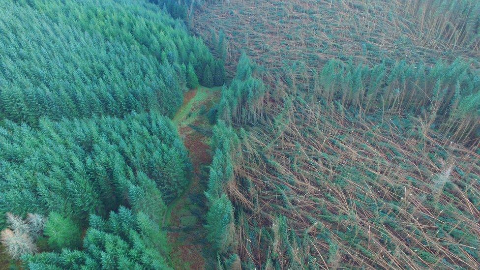 Storm-blown trees