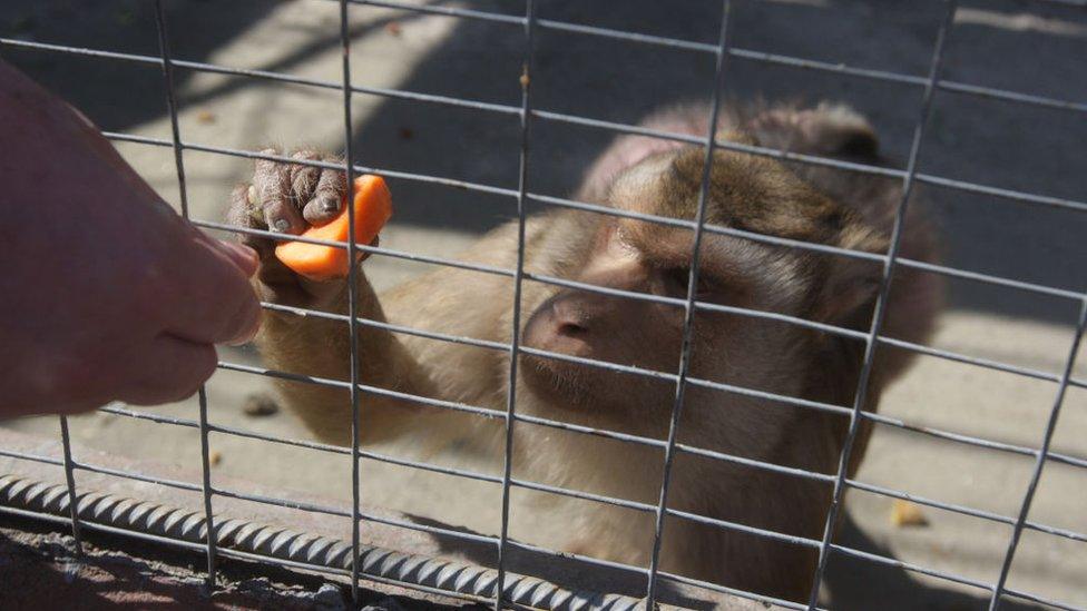 person-feeding-monkey.