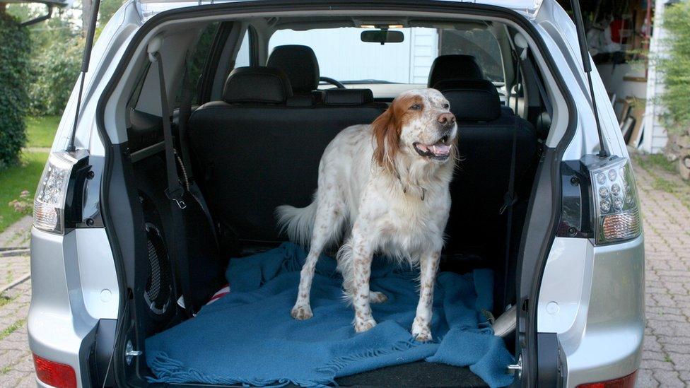 Inside of a car with a dog in the boot.