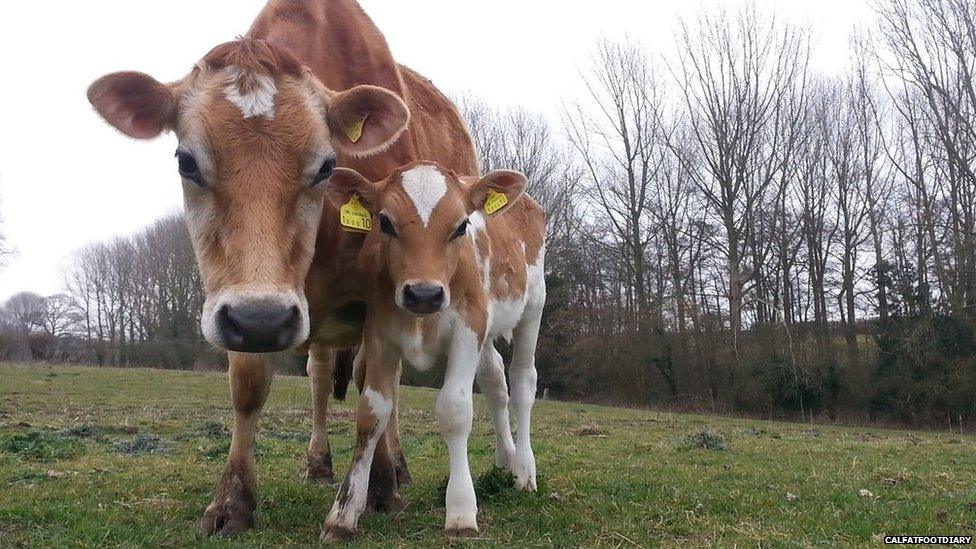 Cows at Calf at Food Diary in Suffolk