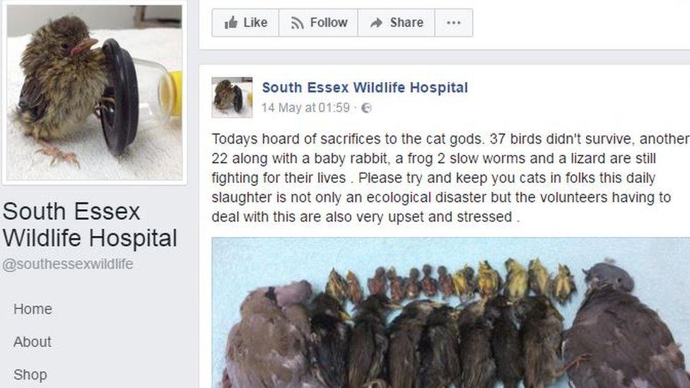 A Facebook post by South Essex Wildlife Hospital.