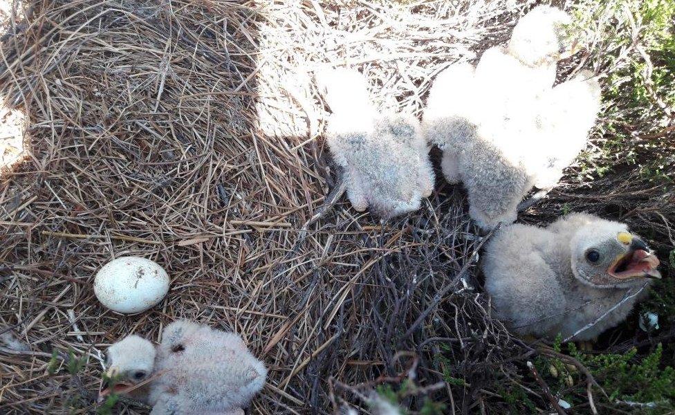 Baby hen harrier chicks