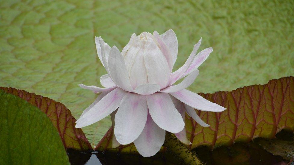 Giant water lily in Belfast's Botanic Gardens