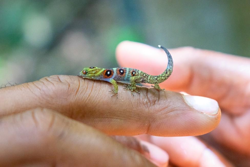 Close-up of a Union Island gecko