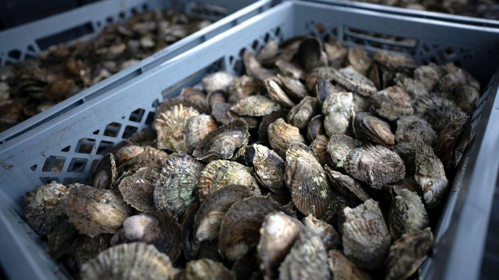 Oysters in crates