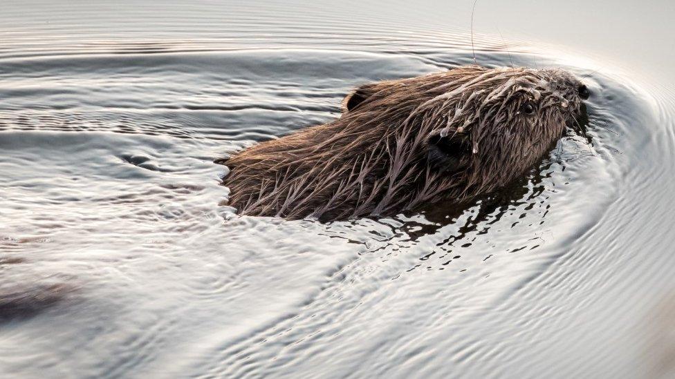 Beaver at Loch of Lowed