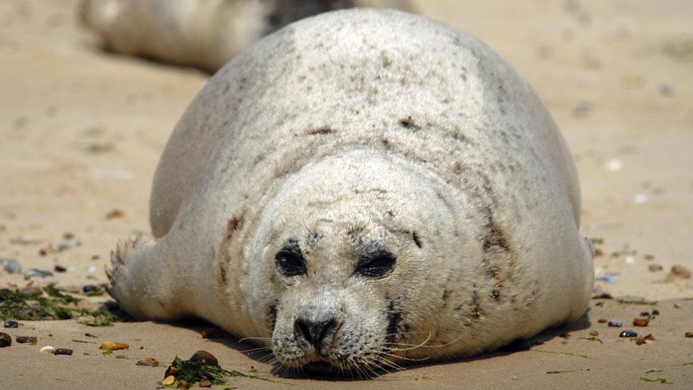 Harbour seal