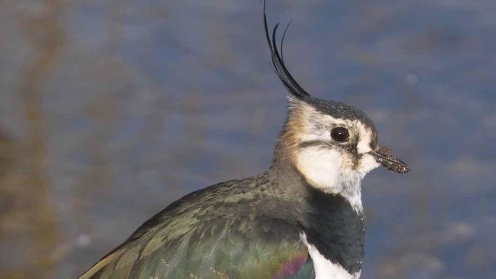 Lapwing