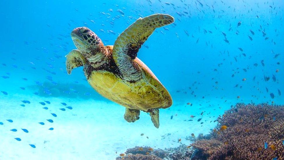 Green sea turtle