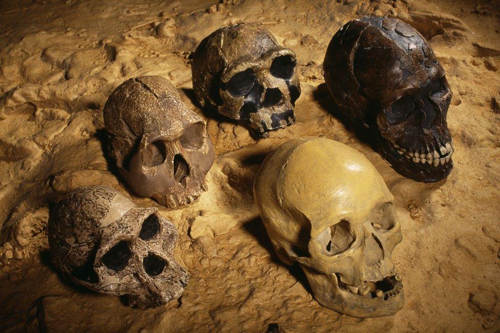 Skulls of ancient hominins