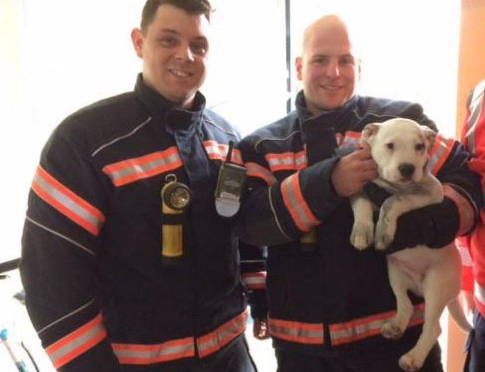 Puppy with fire fighters