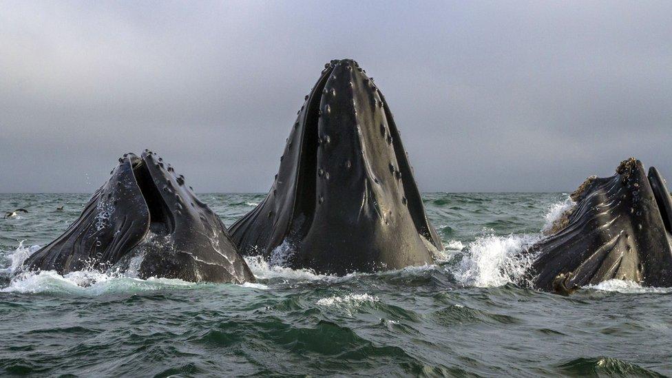 Humpback whales, feeding communally off the coast of Monterey, US