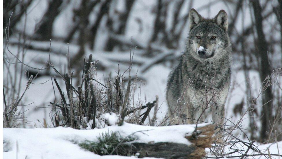 Wolf in snow