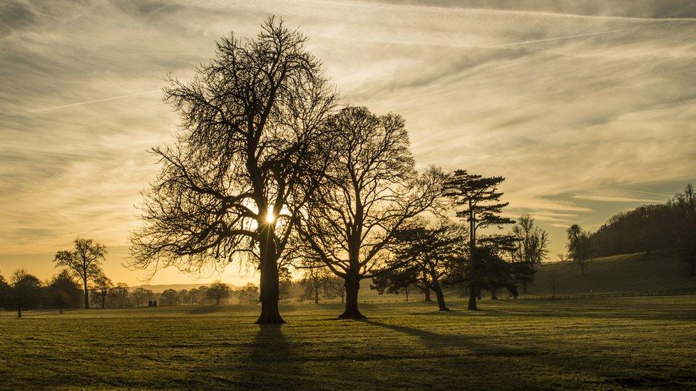 Trees silhouetted against the sun