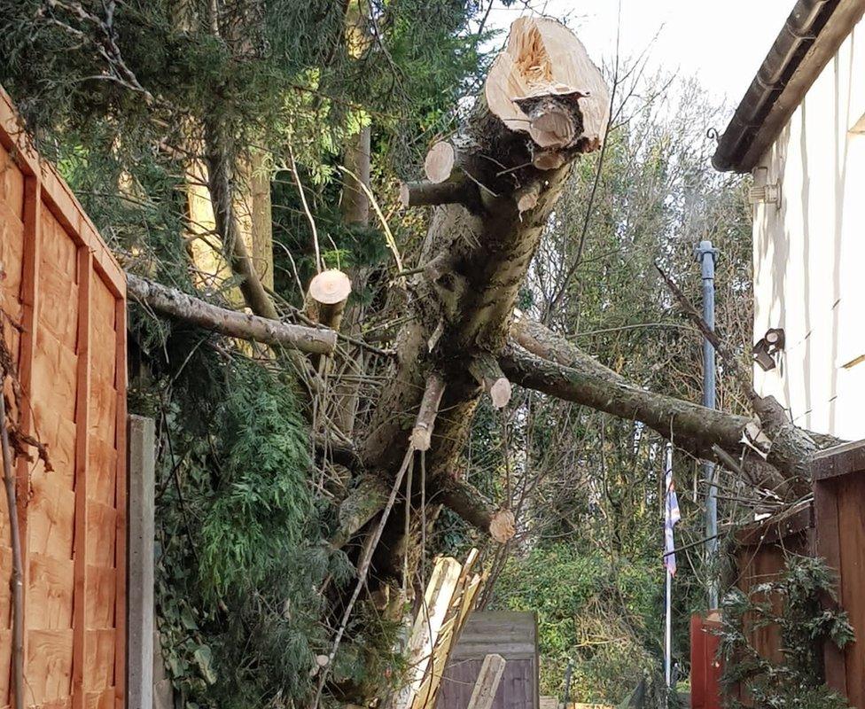 A fallen tree in Harlow, Essex