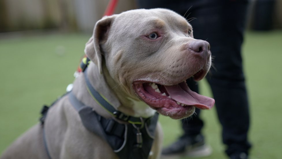 American bully XL dog