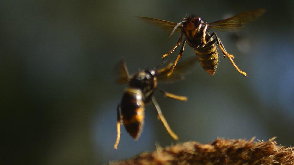 Asian hornets