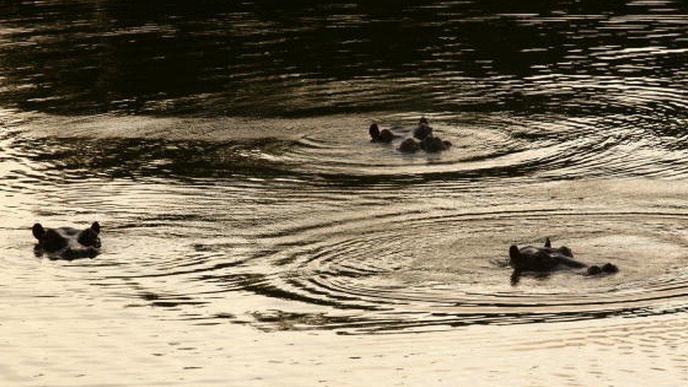 Three hippopotamus look out from a pond at Hacienda Napoles near Puerto Triunfo, Colombia. July 2006