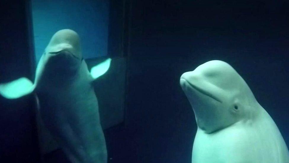 Beluga whales in captivity