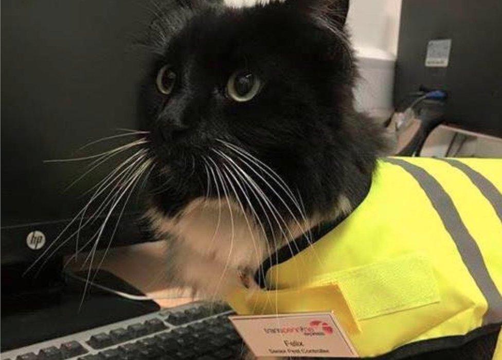 Felix the Huddersfield Station cat