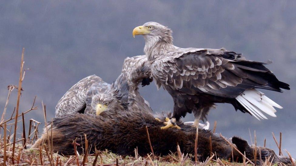 Sea eagles