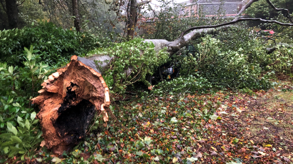 tree on top of car