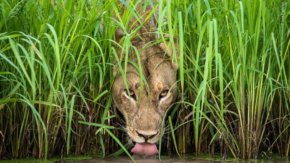 Lion in the grass