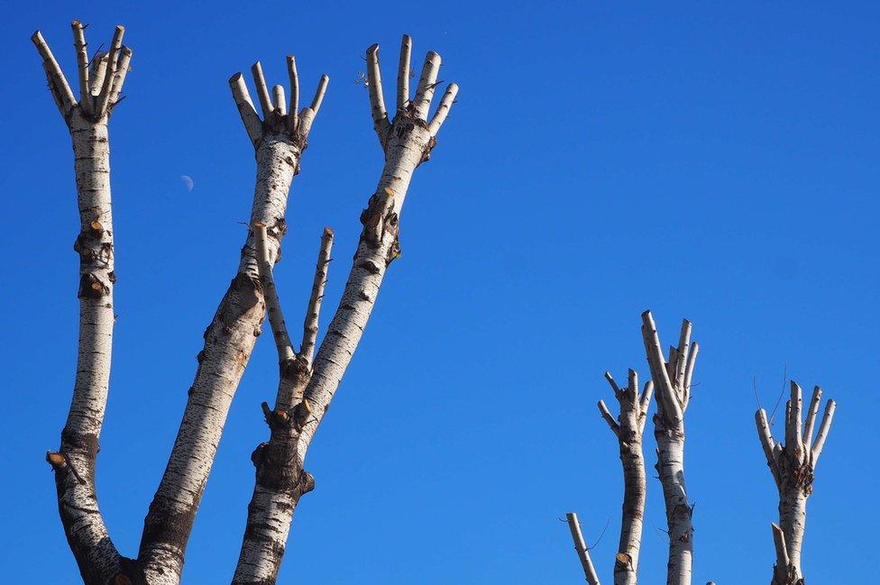 Trees in Thessaloniki