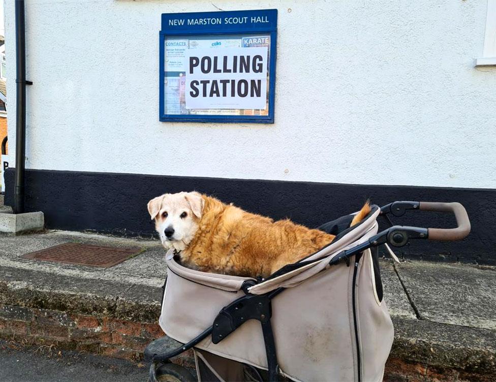 A dog stands in a pram outside a polling station in Marston, Oxford