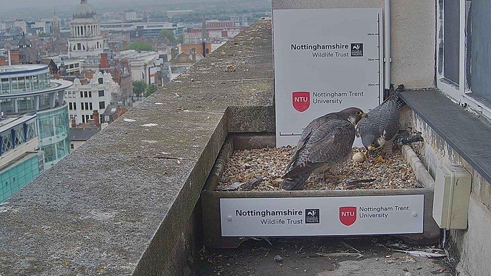 Peregrine falcon breeding pair in 2021