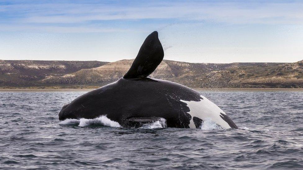 North Atlantic right whale