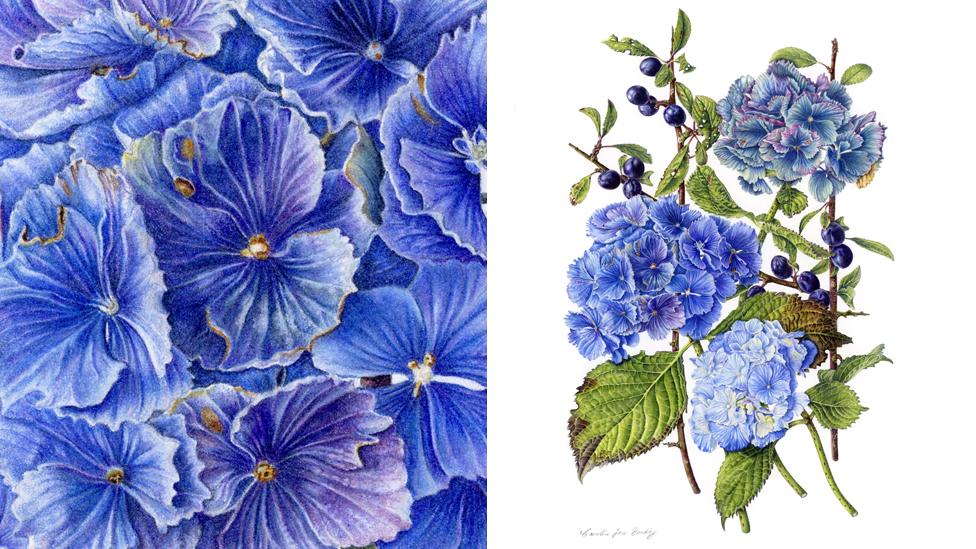 Hydrangeas (full and in detail) by Caroline Buckley