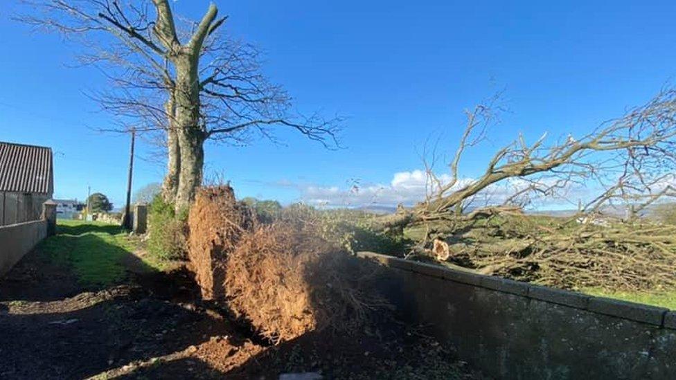 Upturned tree in a field