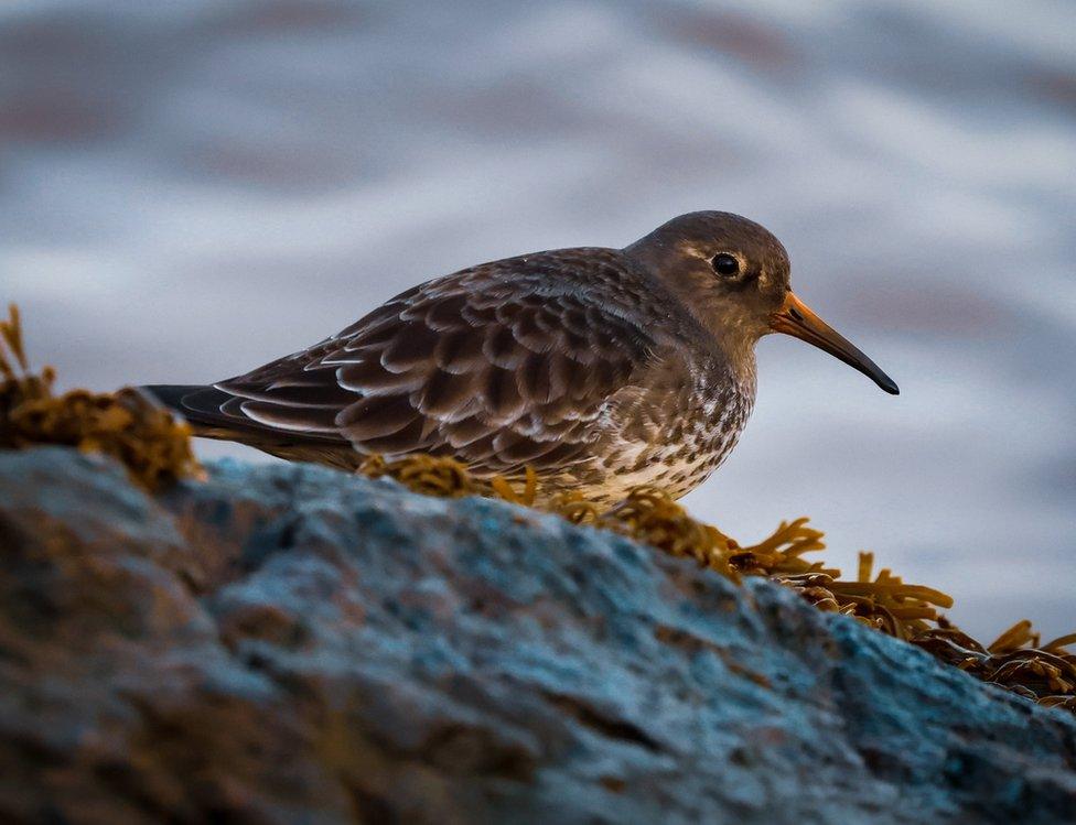 A Purple Sandpiper bird sitting on a rock