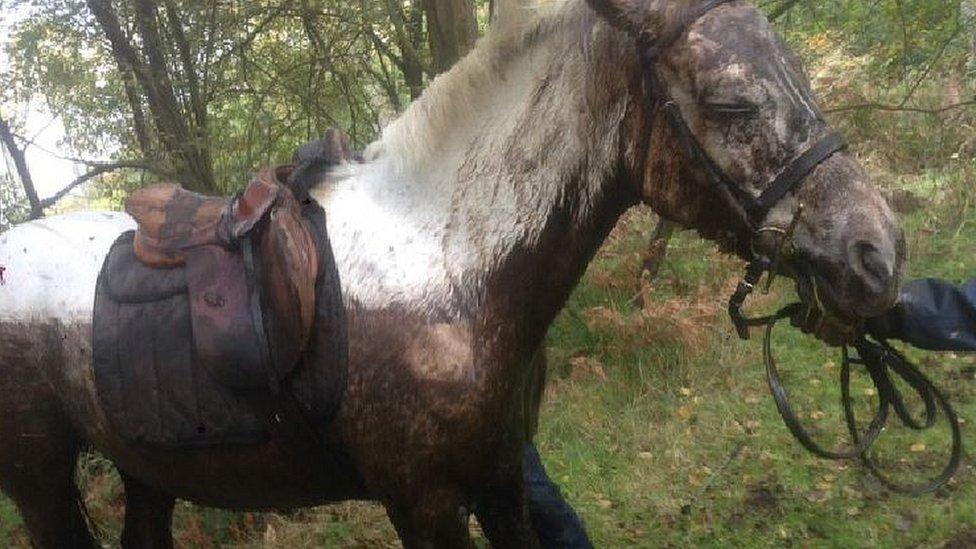 Horse after rescue from peat bog