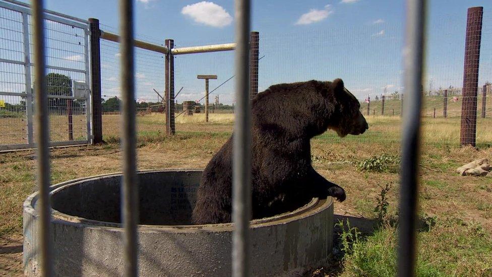 Bear at Yorkshire Wildlife Park