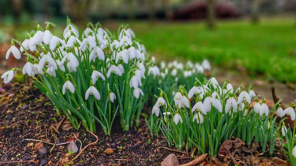 Snowdrops