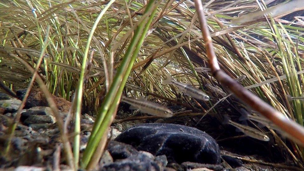 Minnows in Swindale Beck