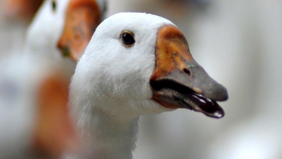 greylag goose