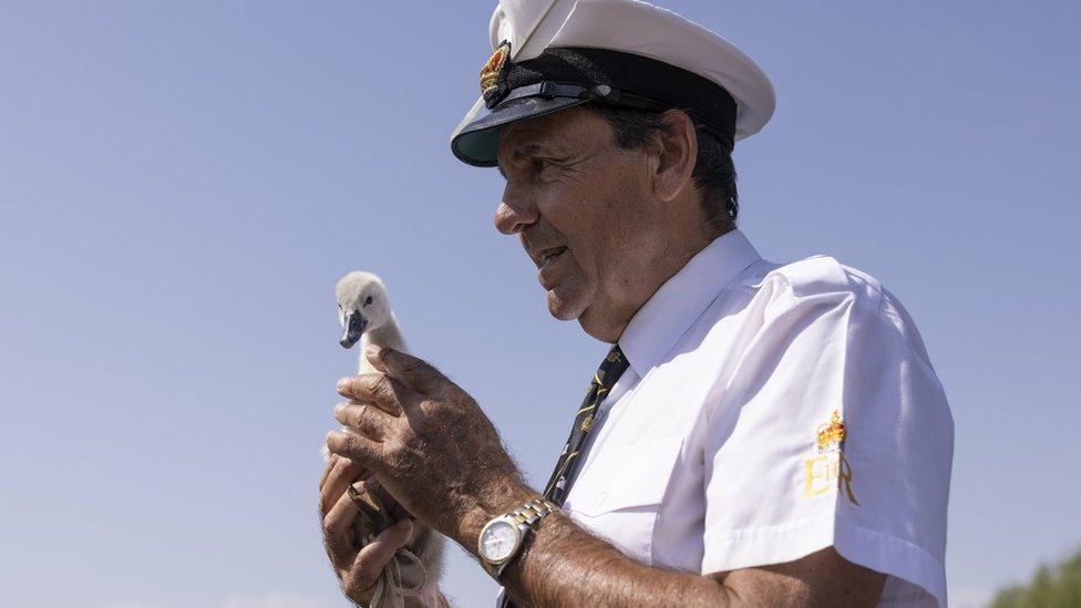 David Barber and a cygnet