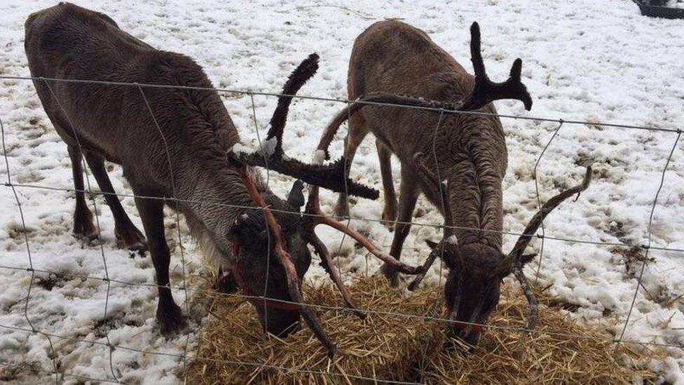 Reindeer