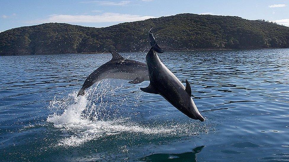 Dolphins in Bay Islands