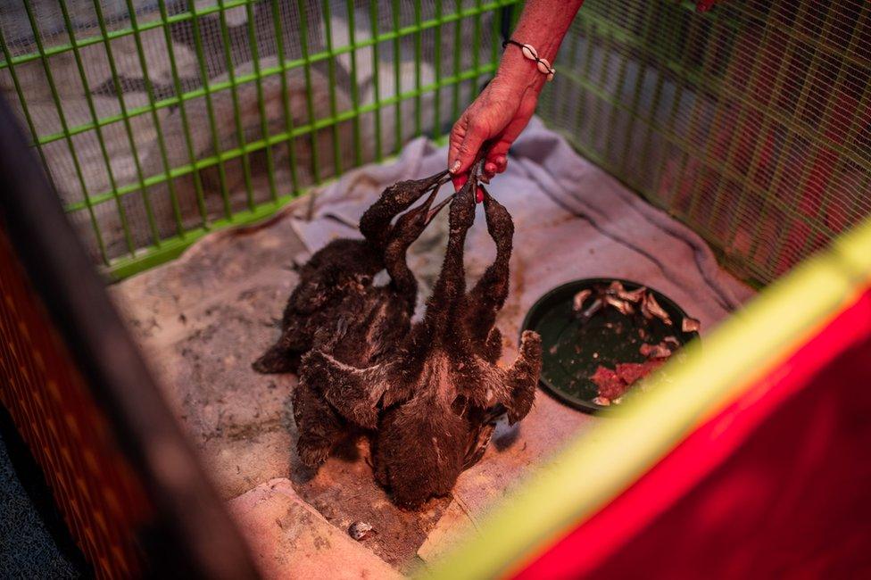 Cormorant chicks inside a pen are handfed