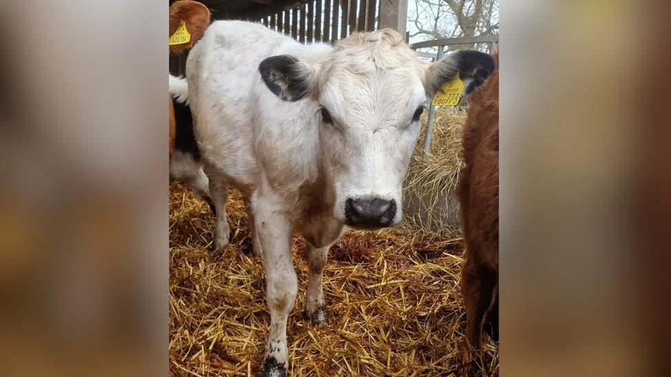 Heifer seen with other cows on Spring View Farm