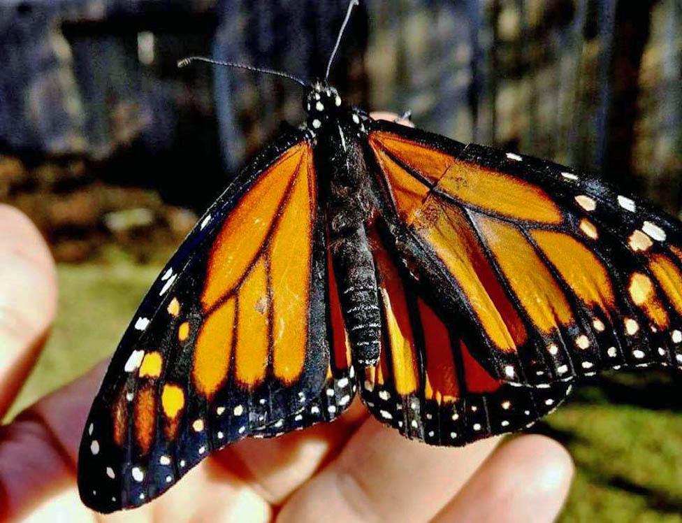 Butterfly with fixed wing