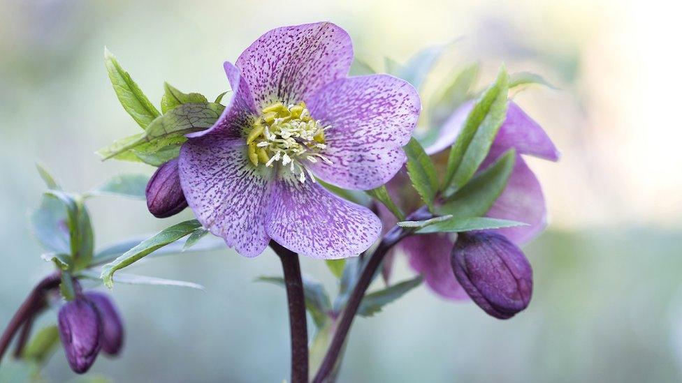 hellebores