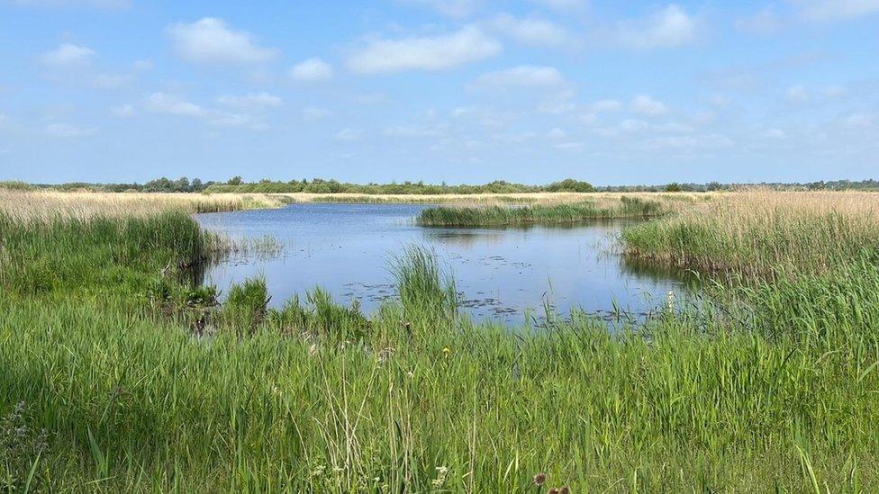 Strumpshaw Fen