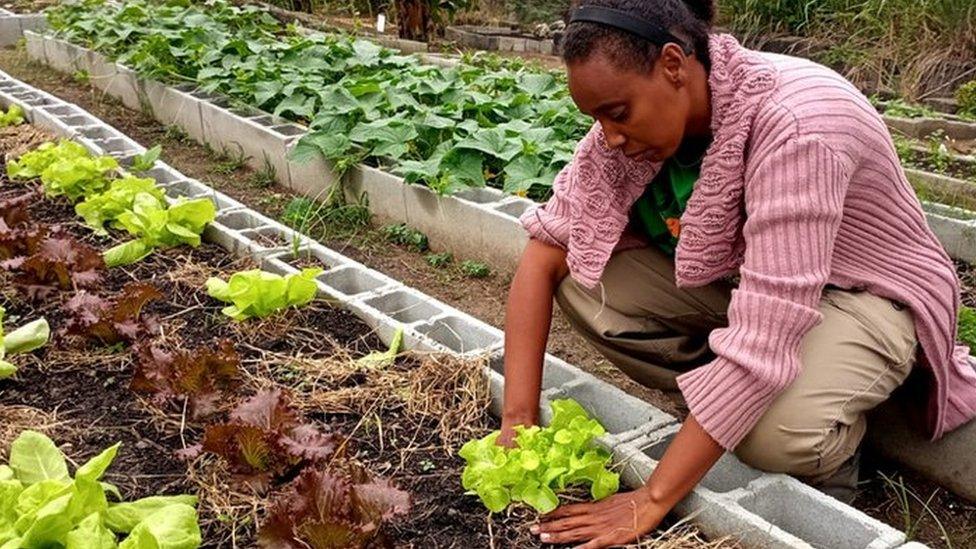 woman planting vegetables in a garden