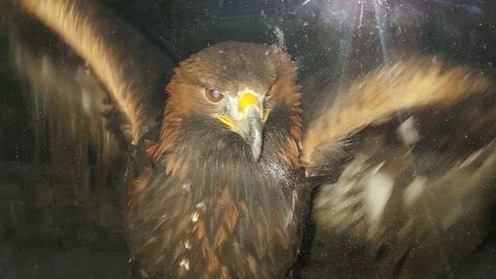 Golden eagle on window sill in Ton Pentre