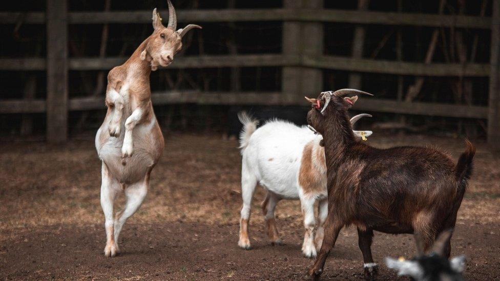 Two goats at Kew Little Pigs in Amersham, Buckinghamshire.